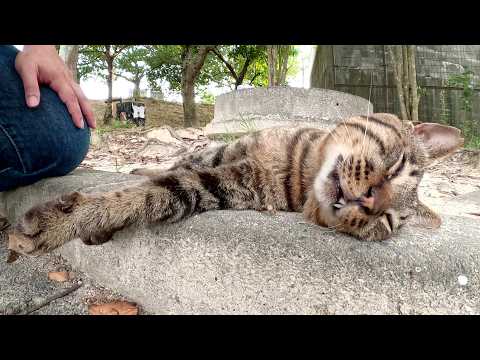 丸顔のキジトラ猫が人間にナデられながらスヤスヤと眠りにつく(YouTube)