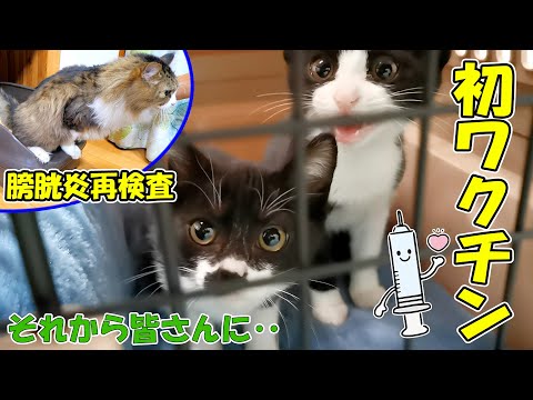 ボス吉の膀胱炎再検査🐈子猫達の初ワクチン🐈それから皆さんに質問があります【仲良し子猫姉妹の成長記録】(YouTube)