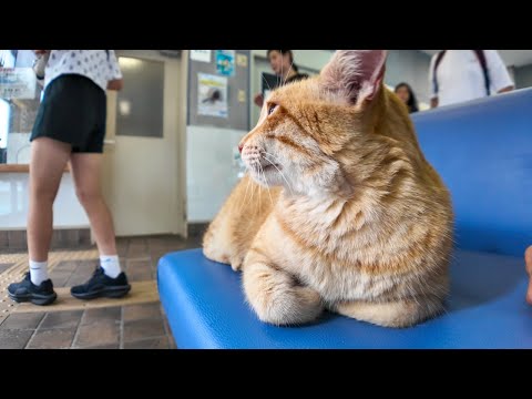 フェリー乗り場の待合室で座っていたら猫が隣に座ってきた(YouTube)
