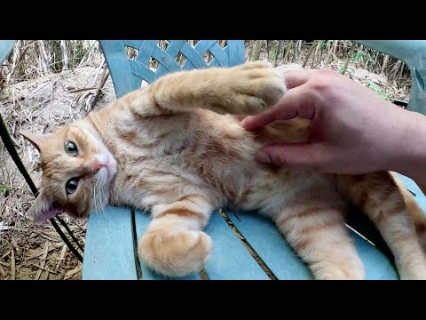 竹林の中の避暑地で茶トラ猫の兄弟がリラックスしていた(YouTube)