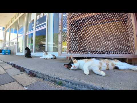 猫島の売店の前は猫の溜まり場(YouTube)
