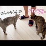 素直に甘える猫とツンデレ猫の甘え方違いがこちらですｗ(YouTube)