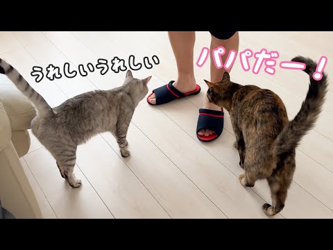 素直に甘える猫とツンデレ猫の甘え方違いがこちらですｗ(YouTube)