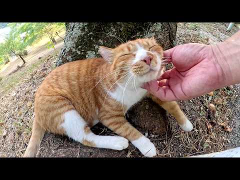 警戒心が強い黒猫についていくと、人懐っこい茶シロ猫に会わせてくれた(YouTube)