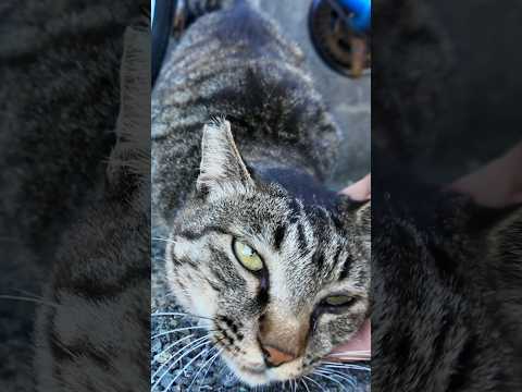 猫島の通りで出会ったキジトラ猫ちゃん、顎を撫でるとゴロゴロ言ってカワイイ(YouTube)