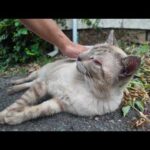 島の学校に行く坂道で寝ていた長老猫がカワイイ(YouTube)