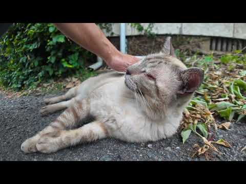 島の学校に行く坂道で寝ていた長老猫がカワイイ(YouTube)