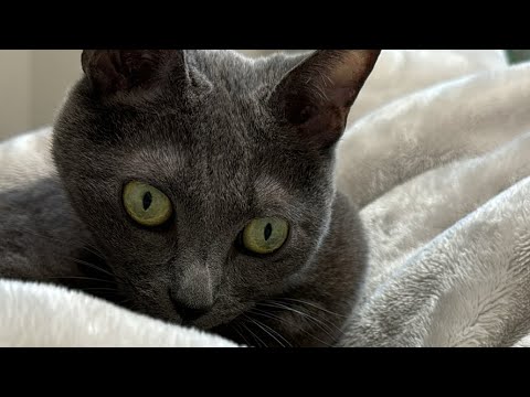 ハムちゃんのまったり猫配信🐱（縦配信）(YouTube)