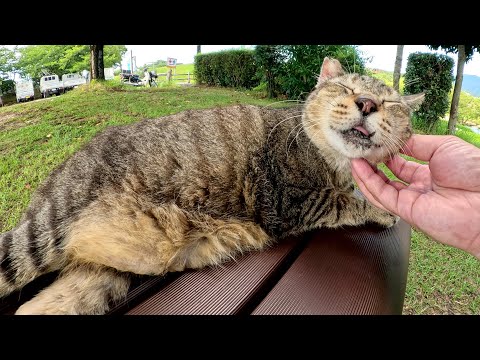 でっぷりとしたキジトラ猫がベンチの上でベロを出してくつろぐ(YouTube)
