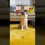 エースの2択チャレンジ #cats(YouTube)