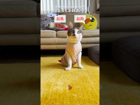 エースの2択チャレンジ #cats(YouTube)