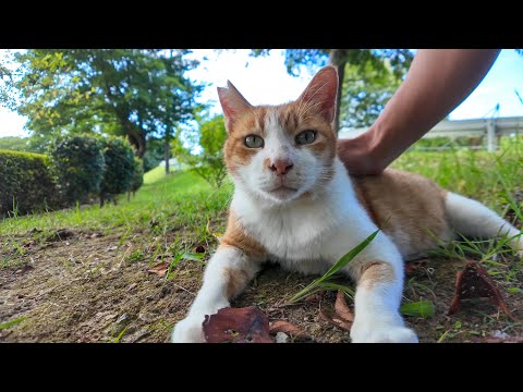 公園でよく喋る猫がモフられにきた(YouTube)
