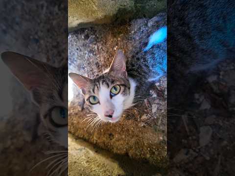 猫ちゃん側溝の中で休んでます(YouTube)