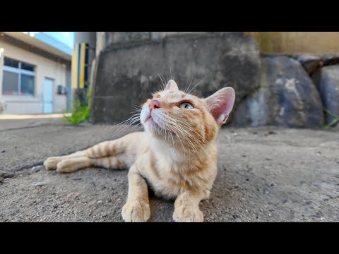 猫島の路地裏でゴロンゴロン転がる子猫がかわい過ぎる(YouTube)