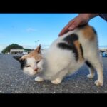 漁港に行くとハートマークの三毛猫がモフられにきた。後から髭のハチワレちゃんもくる(YouTube)