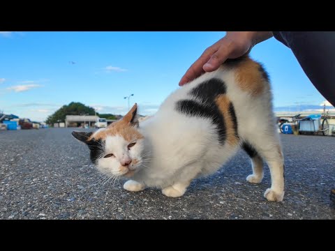 漁港に行くとハートマークの三毛猫がモフられにきた。後から髭のハチワレちゃんもくる(YouTube)