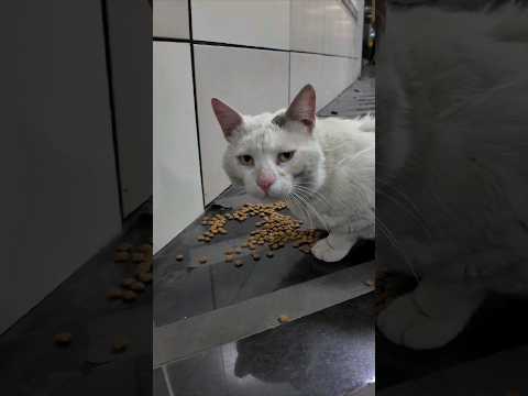 地下鉄駅の猫ちゃん(YouTube)
