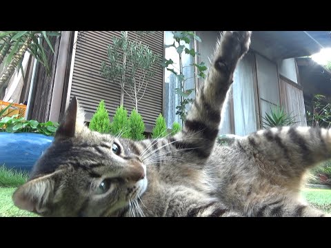 猛暑の日が続く中、猫たちはどうしてる？(YouTube)