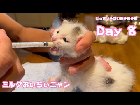 ミルクおぃちぃニャン お腹ポンポン ぼっちじゃない迷子の子猫 Day 8  Teto123 ThirdNimo52 Neo20  2024 08 05 1(YouTube)