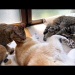 大お姉ちゃん猫と遊びたいけど…遠慮気味な子ども猫が可愛すぎます(YouTube)