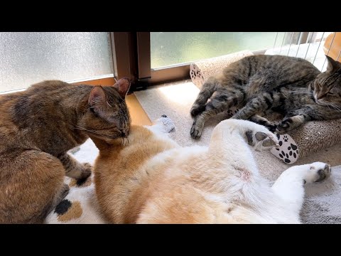 大お姉ちゃん猫と遊びたいけど…遠慮気味な子ども猫が可愛すぎます(YouTube)