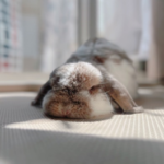 シニアうさぎのお風呂事情①(ブログ)