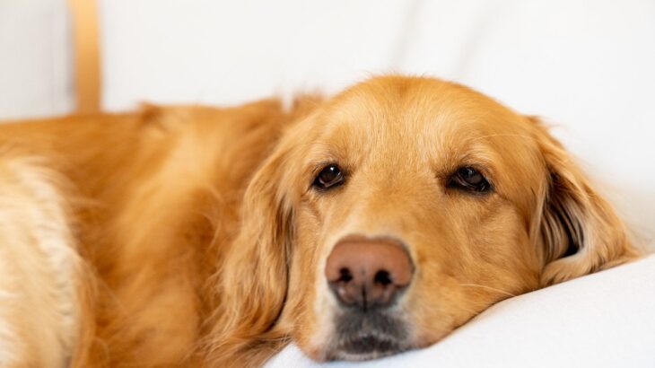 犬がおとなしくしている時の6つの心理とは　大はしゃぎしている時との違いや注意点までご紹介(ブログ)