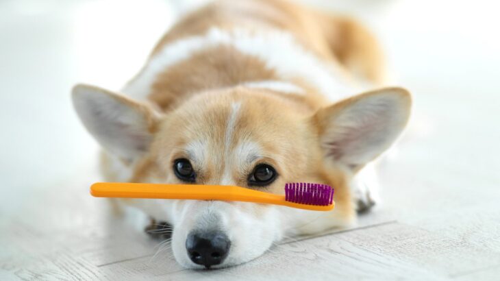 自宅でできる愛犬の健康チェックとは？習慣づけておきたい5つのチェック項目とその方法を解説(ブログ)
