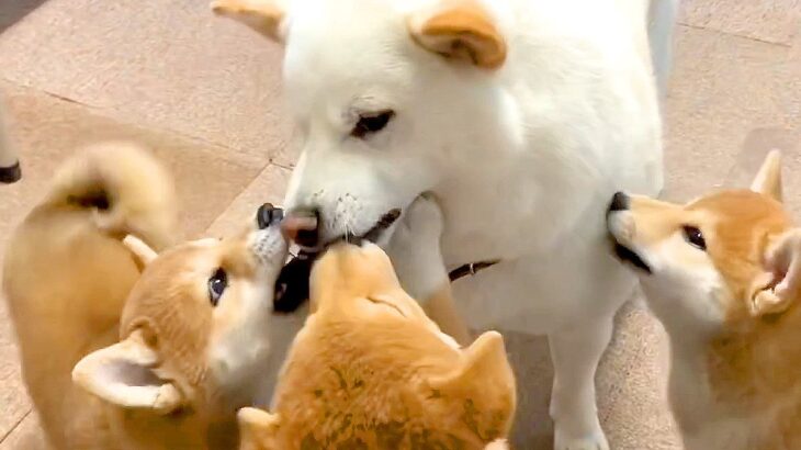 犬の赤ちゃんがお父さんと『おもちゃの取り合い』をした結果…優しさしかない『平和すぎる攻防戦』が尊いと14万再生「良い家族」「癒される」(ブログ)