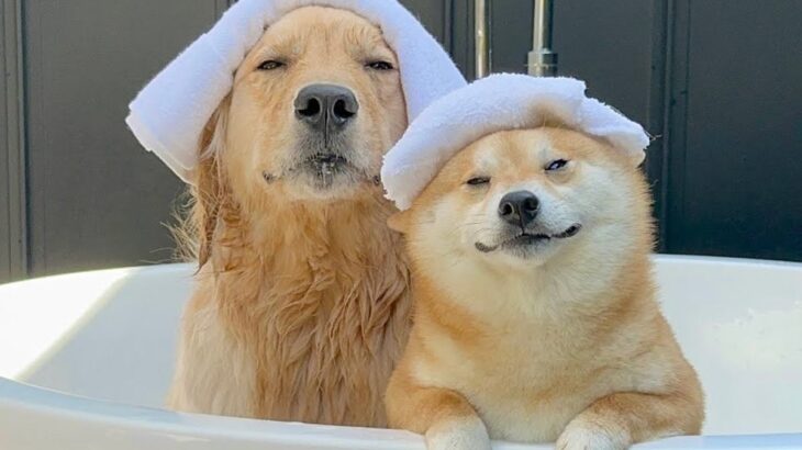 テンション高めな犬たちを『お風呂に入れてみた』結果…気持ちよさそうな姿が国宝級に可愛いと105万再生「幸せな光景で涙」「良きかな」(ブログ)