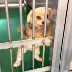 『犬を殺してくれ』と高齢の飼い主…泣き叫ぶワンコの様子と『現在の姿』に涙が止まらないと77万再生「胸が苦しい」「どれだけ寂しかったか」(ブログ)