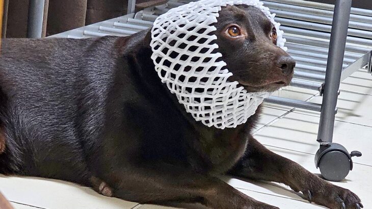 犬が猛暑の中過ごした結果…完全に『アシカ』になってしまうお姿が90万表示「めっちゃ泳ぎ上手そうｗ」「アシカ90％」爆笑とツッコミの声(ブログ)