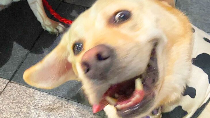 犬たちにカメラを向けた結果…まさかのアニメキャラのような躍動感あふれた光景が34万表示「めっちゃ好きｗ」「ほぼ自撮りで草」爆笑の声(ブログ)