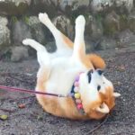 『な、なにしてるの？』犬を散歩に連れていった結果…人間では考えられない『謎過ぎる行動』が68万再生「あるある」「ほんと犬って可愛いｗ」(ブログ)