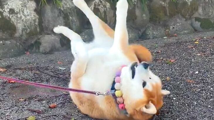 『な、なにしてるの？』犬を散歩に連れていった結果…人間では考えられない『謎過ぎる行動』が68万再生「あるある」「ほんと犬って可愛いｗ」(ブログ)