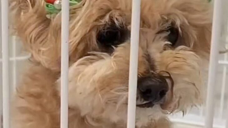 10歳の老犬が『飼い主の入院』で1ヶ月以上ペットホテルに…涙あふれる『感動的な結末』が5万再生「本当によかった」「幸せになってね」(ブログ)