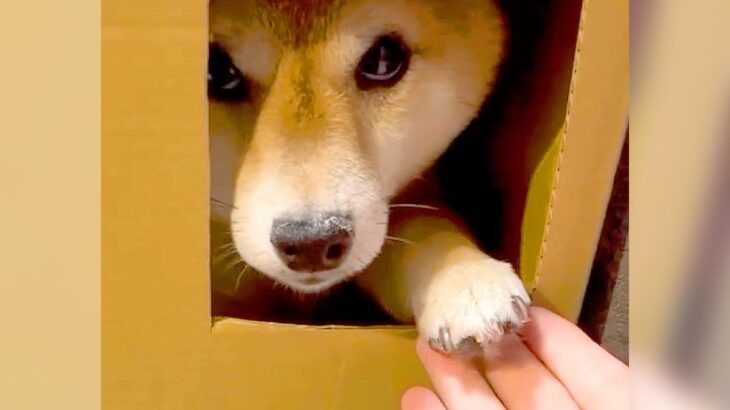ダンボールの部屋に入った犬が、窓越しに…とんでもなく可愛い『お手』をする姿に悶絶「握手会参加したいｗ」「仕草にキュン」と54万再生(ブログ)