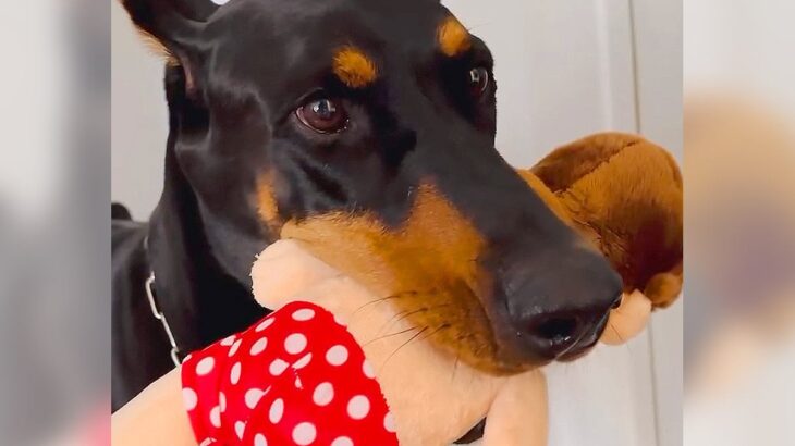 強面の大型犬が『ぬいぐるみを気に入り過ぎた』結果…まさかの『友だちに自慢する姿』が可愛すぎると36万再生「ルンルンｗ」「顔が輝いてる」(ブログ)