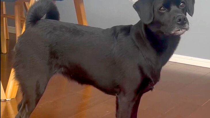 なぜか犬が朝ご飯を食べてくれない…切なすぎる『まさかの理由』が5万再生「困り顔ｗ」「食べられないよ！って言いに来たんだね」と爆笑(ブログ)