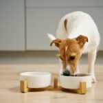 犬って満腹にならないの？いつまでもご飯を食べ続ける理由や満腹感を与える工夫について解説(ブログ)