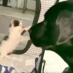 捨てられた子猫を保護したら、大型犬が…想像以上の『大歓迎』に驚きが隠せないと16万再生「とてつもなく優しい」「種を越えた関係に感動」(ブログ)