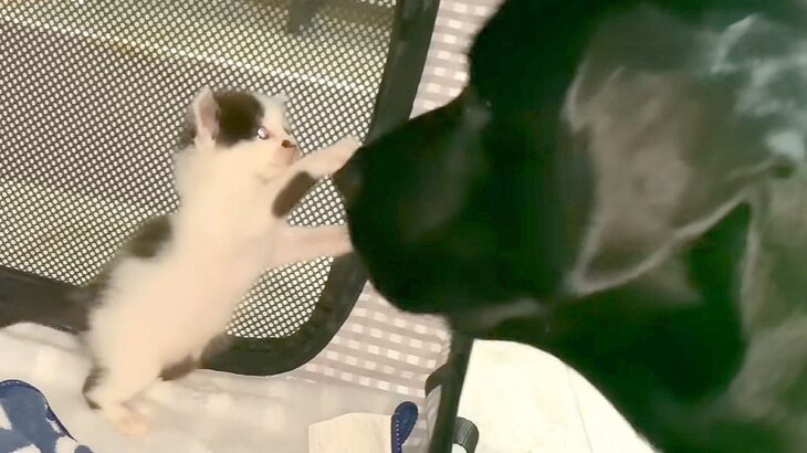捨てられた子猫を保護したら、大型犬が…想像以上の『大歓迎』に驚きが隠せないと16万再生「とてつもなく優しい」「種を越えた関係に感動」(ブログ)