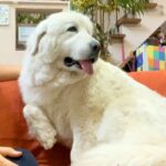 超大型犬が『大嫌いな雷』に怯えてしまった結果…まさかの『家族へのSOS』がとんでもないギャップだと65万再生「体大きくても怖いよね」(ブログ)