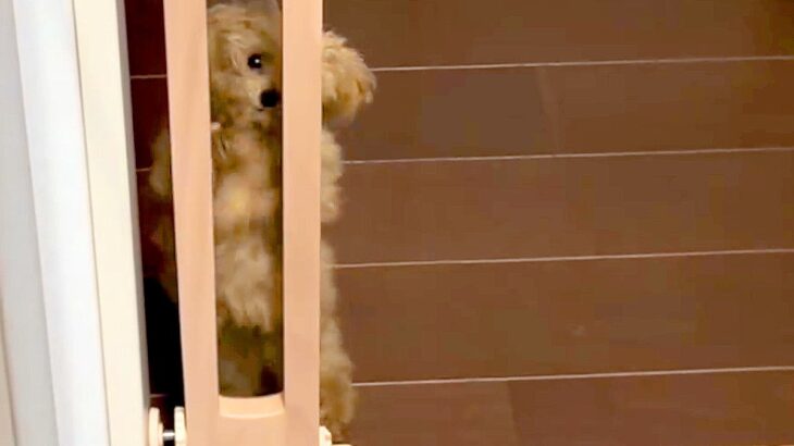 『いや、開いてますけど…？』視界が狭すぎる犬の行動が『鈍感すぎる』と話題に「ダンスしてるみたい」「可愛いｗ」と1万2000再生(ブログ)