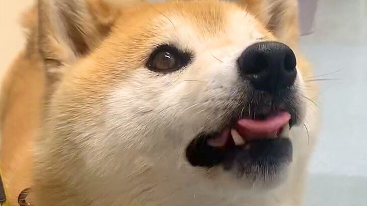 『ここって…？』犬を病院に連れて行った結果…まさかの『お喋りが止まらない姿』が92万再生「ごにょごにょ言ってて可愛い」「文句かな？ｗ」(ブログ)