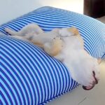 『人をダメにするソファ』は犬もダメにするのか？乗せてみた結果…想像以上の反応が面白すぎると9万再生「人間みたいで草」「最高ｗ」と爆笑(ブログ)