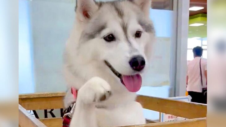 ハスキー犬がホームセンターで愛嬌を振りまいた結果…カートで見せた『あざとすぎる行動』が1万3000いいね「ハイタッチ可愛すぎる」と悶絶(ブログ)