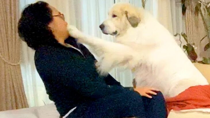 超大型犬が『格下の家族』にちょっかいをかけられた結果…まさかの『犬パンチ』が可愛すぎると94万再生「愛のあるコントｗ」「圧強くて草」(ブログ)