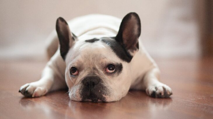 犬を叱ると『上目遣い』してくる心理4つ　反省してるの？説教中の愛犬の本音とは(ブログ)