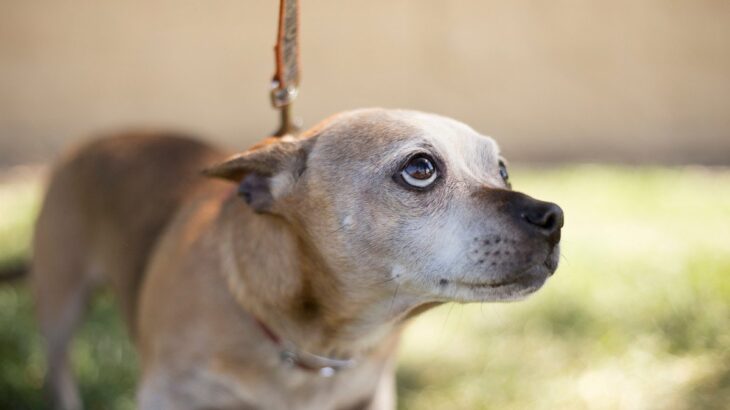 愛犬が臆病になるのは飼い主の影響？原因となる4つの行動と配慮してあげるべきこと(ブログ)